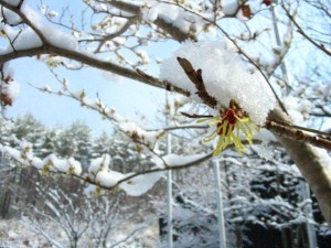 雪をかぶったマンサクの花