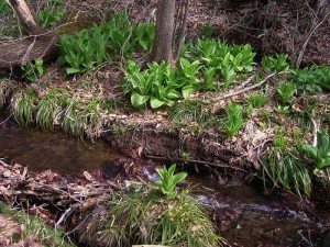 フォレストパークあだたらの渓流には、緑の葉っぱが！